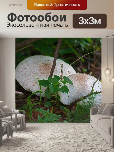 Фотообои белые грибы с акцентированными краями