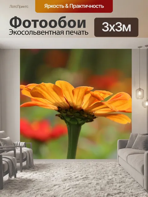 Фотообои Цинния