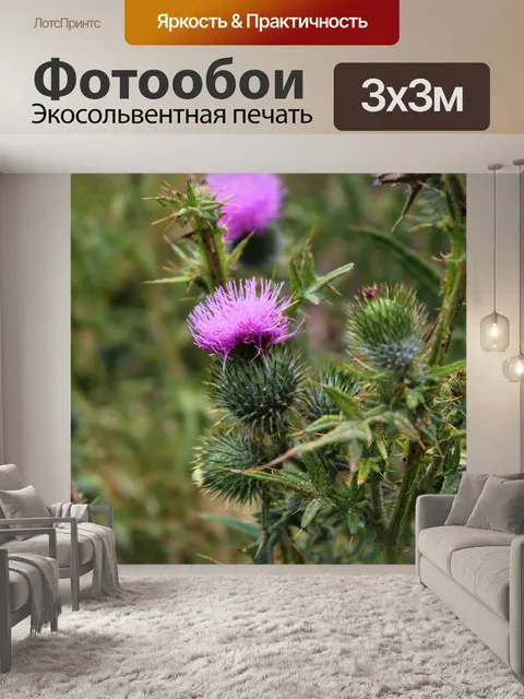 Фотообои Цветок чертополоха