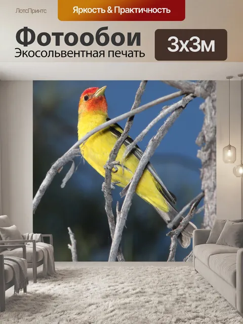 Фотообои Западный Танагер