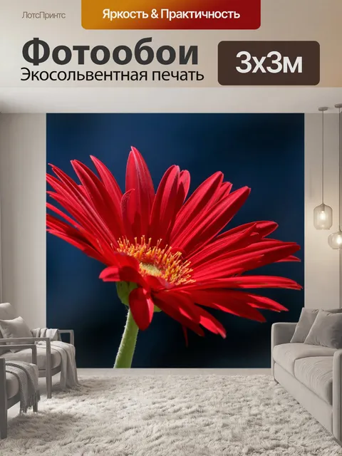 Фотообои Красная гербера Дейзи на синем