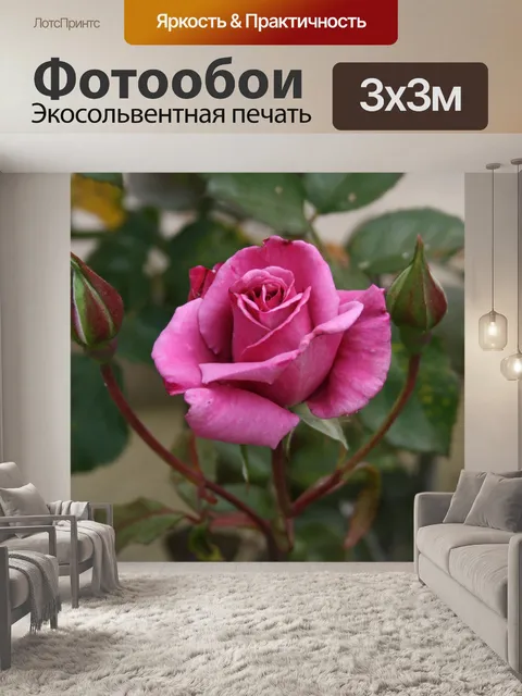Фотообои Розовые розы и две buds