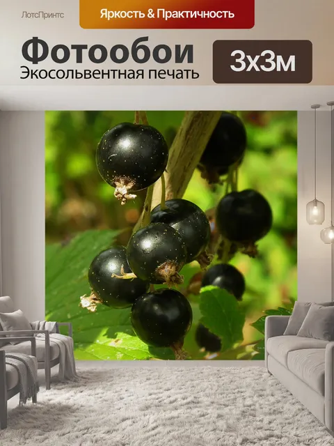 Фотообои Черная смородина