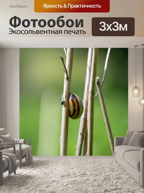 Фотообои Улитка