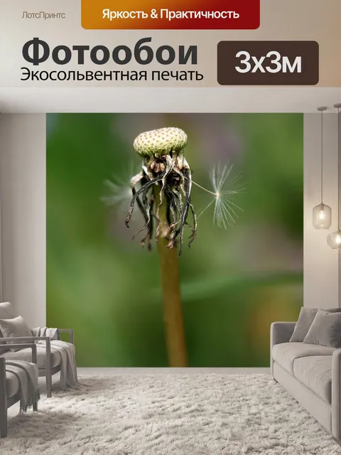 Фотообои Одуванчик