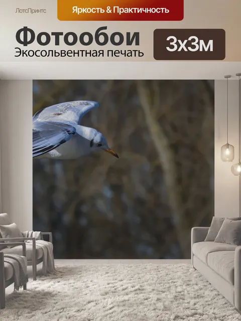Фотообои Чайка