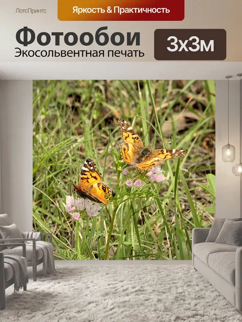 Фотообои Две американские леди Бабочки