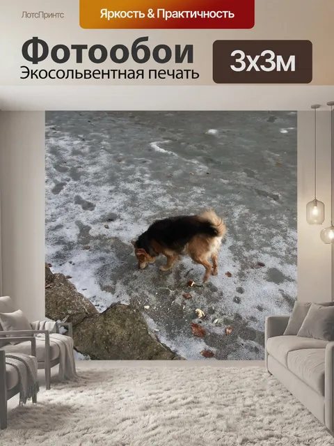 Фотообои Собака