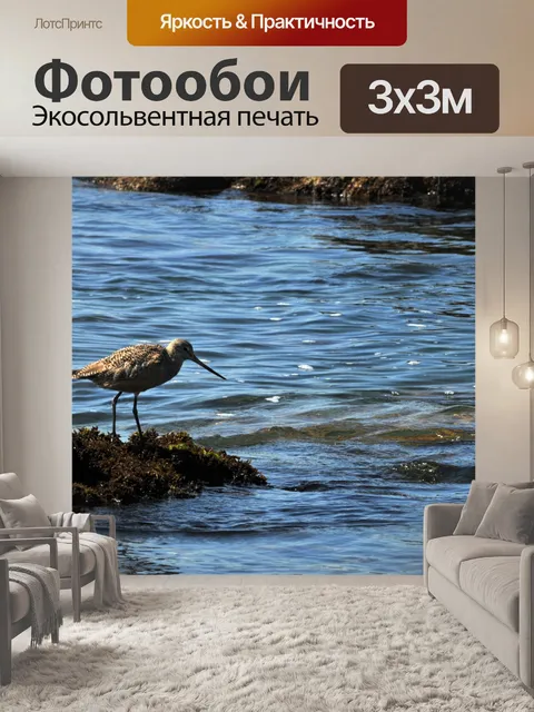 Фотообои Веретенник Кормление в водах океана