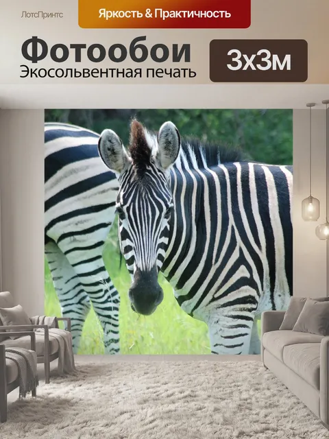 Фотообои Зебра