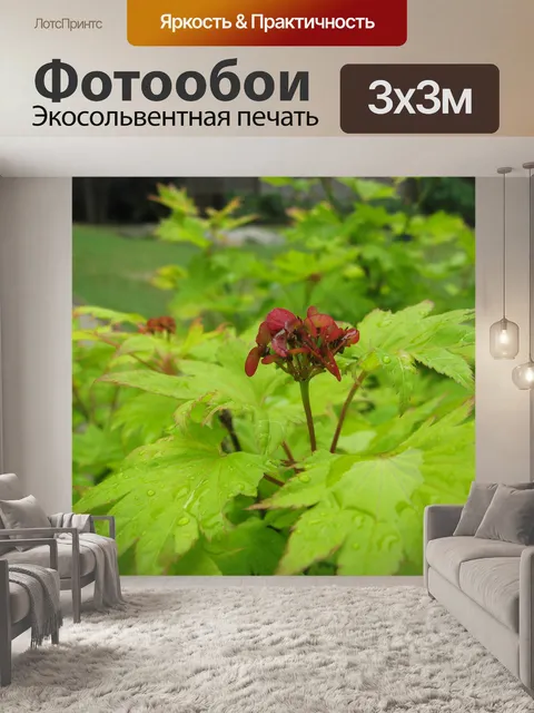Фотообои Японский клен полнолуние