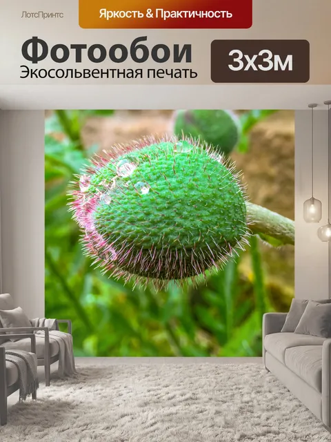 Фотообои бутон цветка мака