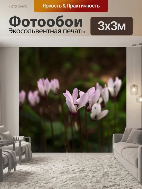 Фотообои Цветы цикламена