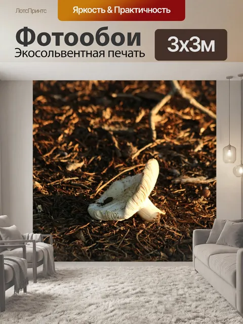 Фотообои Белый гриб на закате