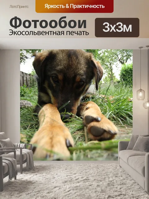 Фотообои Собака
