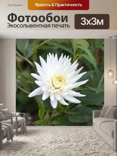 Фотообои Цветок, астра белая