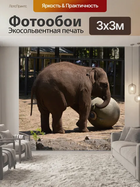 Фотообои Слон Шри-Ланки 5