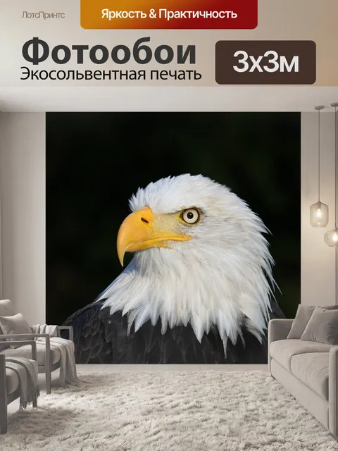 Фотообои Белоголовый орлан