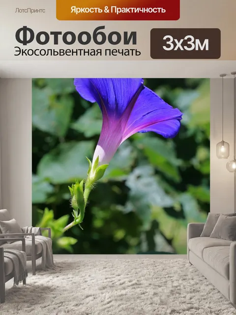 Фотообои фиолетово-голубой ипомеи
