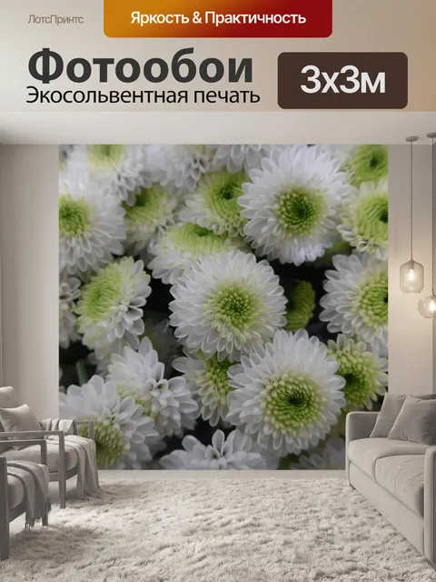 Фотообои Хризантема