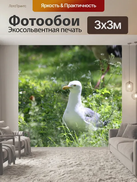 Фотообои Чайка