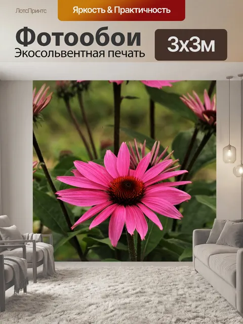 Фотообои Розовые цветы Coneflowers весной