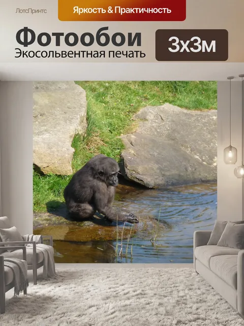 Фотообои Горилла