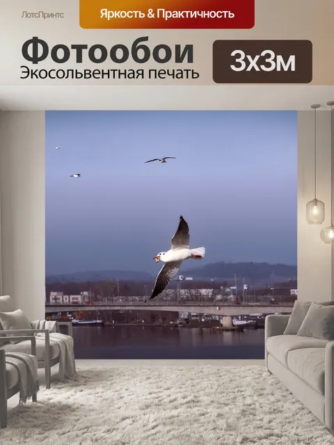 Фотообои Чайка