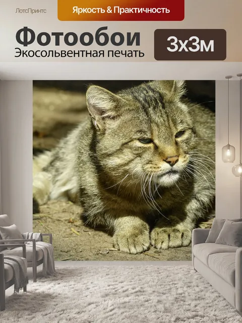 Фотообои Cat