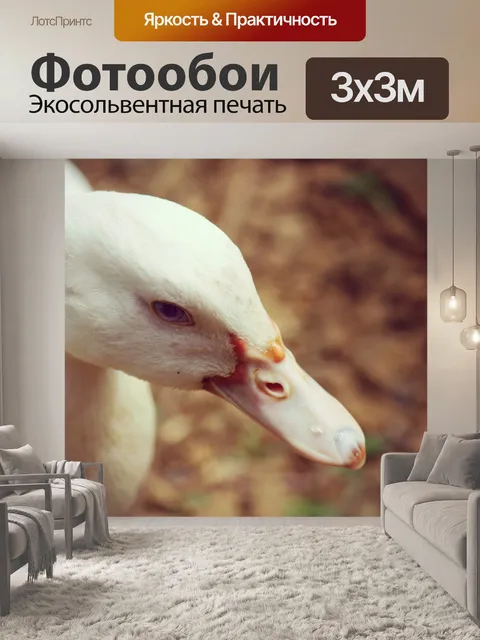 Фотообои Белая утка