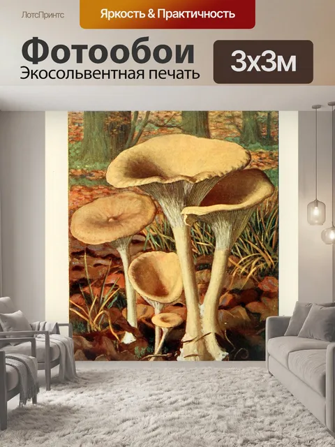 Фотообои Грибы век винтаж старый
