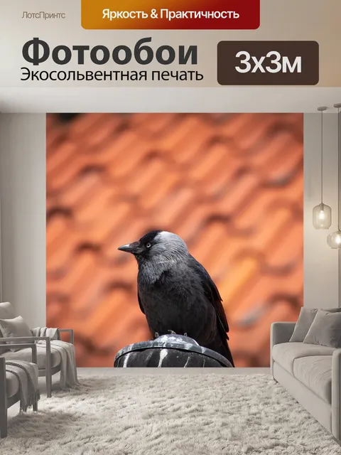 Фотообои Галка, певчая птица, черная птица