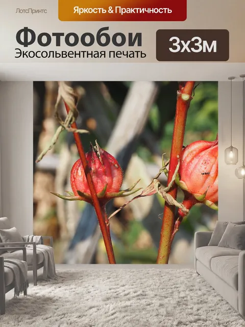 Фотообои Окра