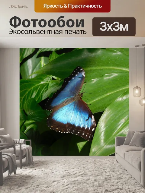 Фотообои Бабочка