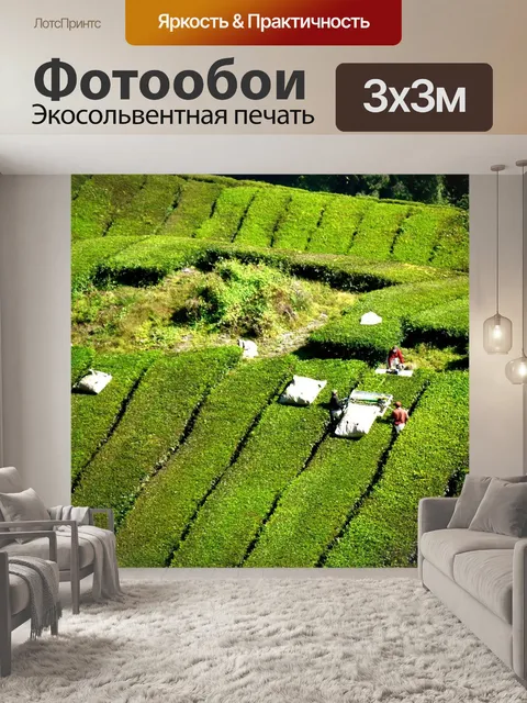 Фотообои Чайная плантация