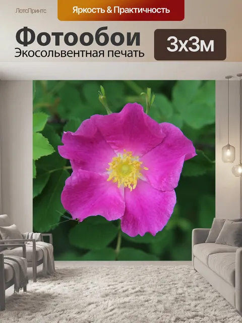 Фотообои Альберта шиповник
