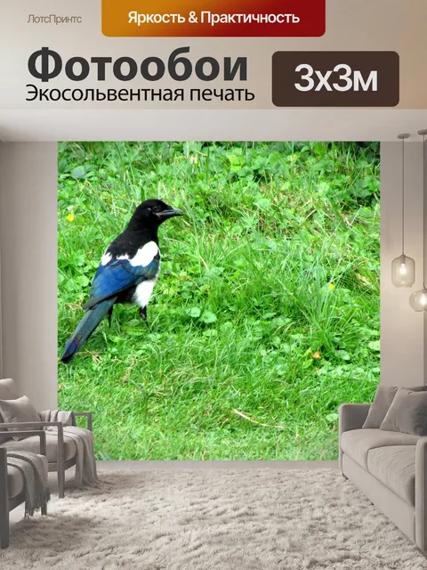 Фотообои Сорока