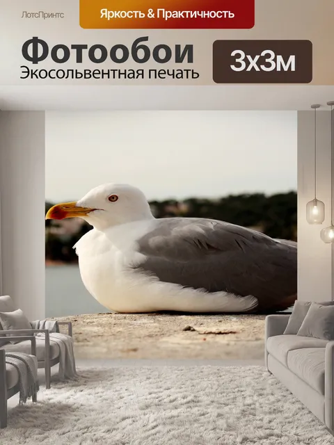 Фотообои Чайка