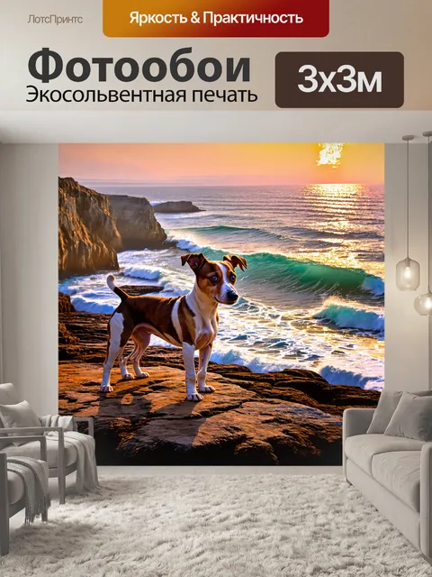 Фотообои джек рассел терьер, покрытый каплями росы, стоит на краю утеса, созерцая величественные скалы океана на закате