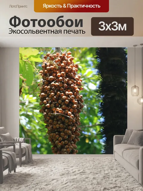 Фотообои Пальмовых плодов