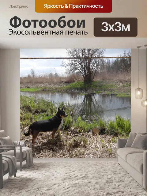 Фотообои Собака на прогулке