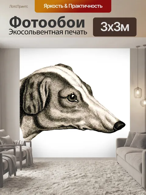 Фотообои Фоксхаунд