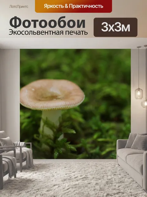 Фотообои Малый коричневый лесных грибов
