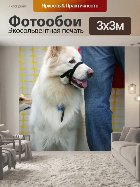 Фотообои Немецкая овчарка