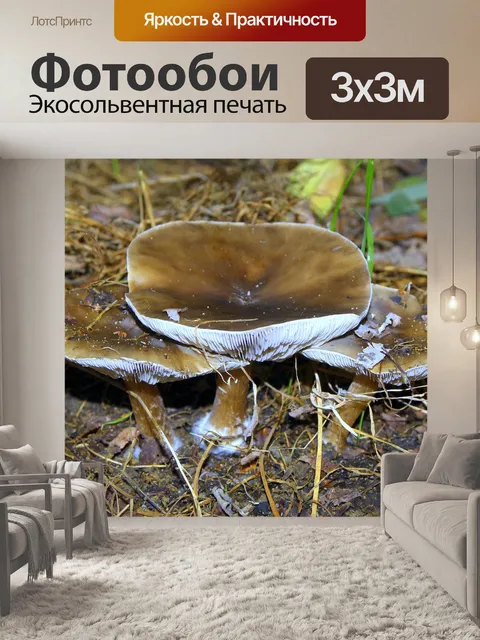 Фотообои Грибы