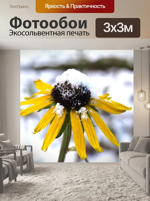 Фотообои Эхинацеи