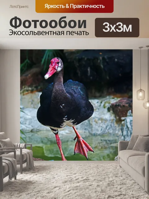 Фотообои балансирующий гусь, балансирующий на 1 н