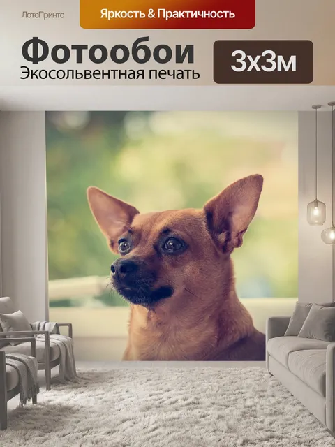 Фотообои Собака