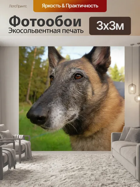Фотообои Собака