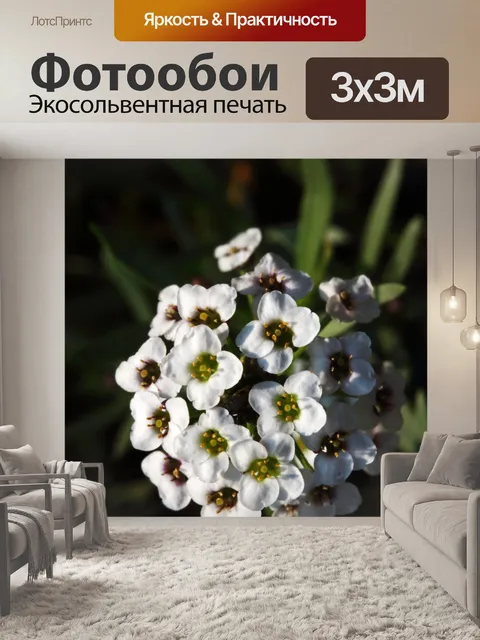 Фотообои солнечный свет на сладком алиссуме